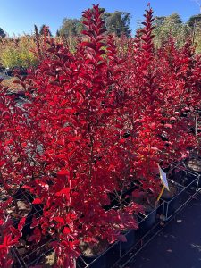 Rows of vibrant red top indoor plants in a sunny outdoor nursery setting.