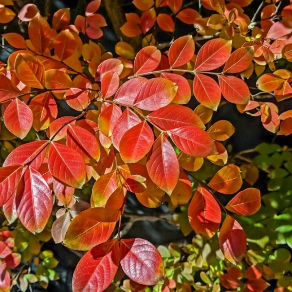 Close-up of a shrub with vibrant red and orange autumn leaves, set against a dark background, showcasing its appeal as one of the top indoor plants.