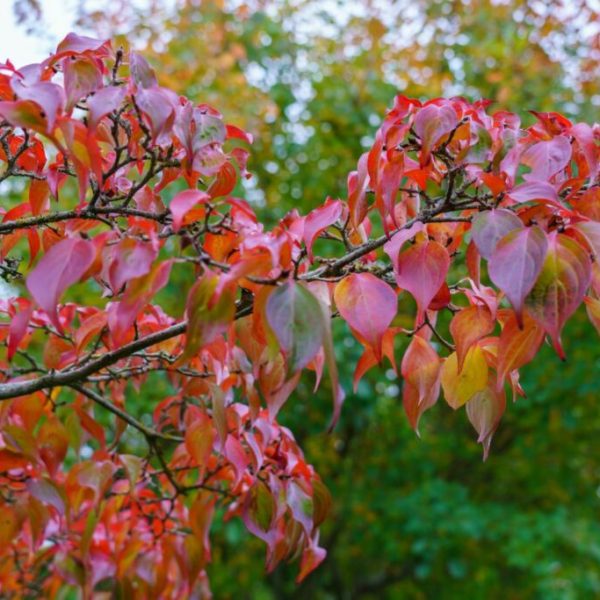 Branches with vibrant red and orange leaves from top indoor plants against a blurred background of green foliage.