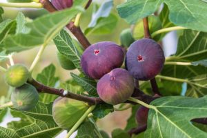 Ripening Ficus 'Blue Provence' figs on a tree branch surrounded by green leaves.