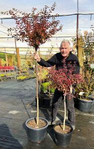 An elderly man stands in a nursery, holding a small tree with reddish leaves, surrounded by top indoor plants and under a shade structure.