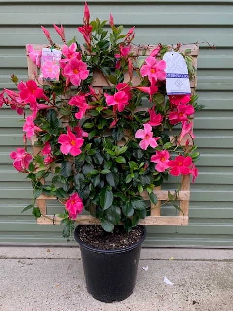 A vertical garden with blooming pink Mandevilla 'Bright Pink' 10" Pot (Espaliered) flowers mounted on a wooden pallet against a green wall.