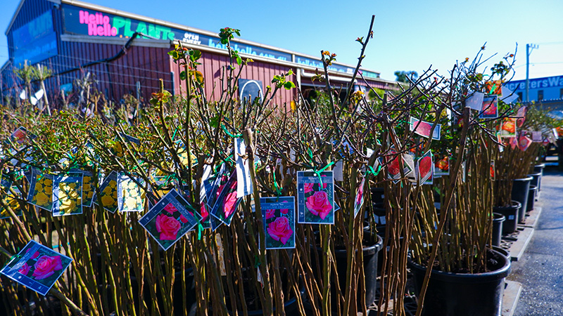 Rows of potted rose plants and bare rooted roses with labels are displayed outdoors in front of a garden store with a sign that reads "Plants.