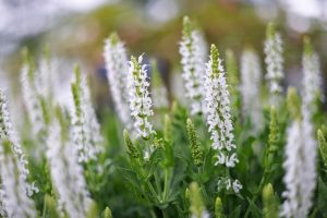 Salvia nemerosa 'White' 15cm Pot features lush green foliage and white blooms, with some flowers open and others in bud, creating a vibrant outdoor display against a softly blurred background.