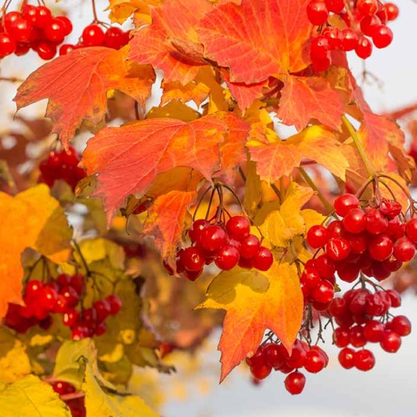 Bright clusters of red berries hanging amid vibrant red and yellow autumn leaves against a soft-focus background, resembling top indoor plants.