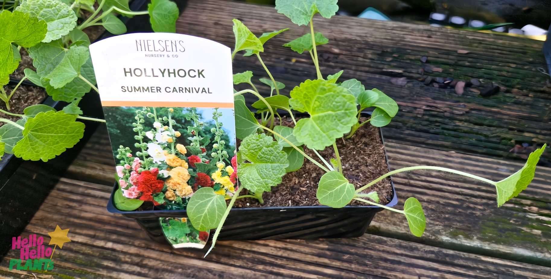 A Hollyhock 'Summer Carnival' 4" Pot with vibrant flowers adorns a wooden surface.