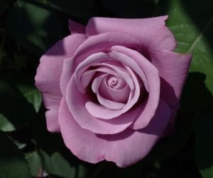 Close-up of a delicate lavender rose, one of the top indoor plants, with layered petals, set against a dark green leafy background. Charles De Gaulle Rose