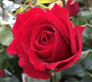 A vibrant red rose, a top indoor plant, in full bloom with green leaves in the background.