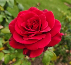 A vibrant red rose in sharp focus, with a softly blurred green background in an indoor garden setting. Camp David Rose