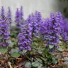 A cluster of purple flowers with green leaves grows in a garden bed, reminiscent of one of the top indoor plants. The background includes a concrete wall and scattered dry leaves.