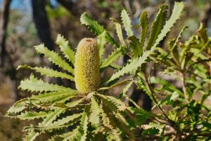 Close-up of a green banksia flower surrounded by jagged-edge leaves on a sunny day. Trees and foliage are visible in the blurred background.