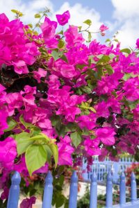 bougainvillea pink climber along blue fence post mediterannean