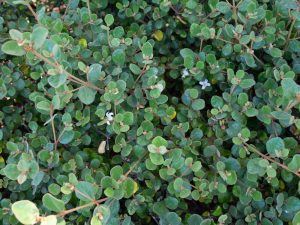 CORREA ALBA PROSTRATE CREEPING CORREA WHITE FLOWERING AUSTRALIAN NATIVE GROUNDCOVER