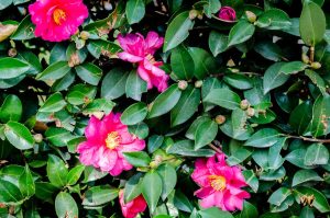 Camellia sasanqua 'Paradise® Sandra' 8" Pot features bright pink flowers and buds nestled among glossy green leaves on a dense shrub.