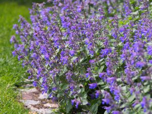 A cluster of vibrant purple catmint flowers (Nepeta species) blooming in a lush garden setting with green grass background.