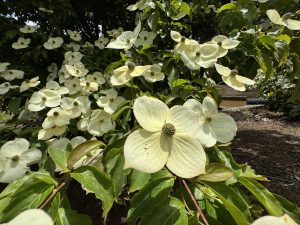 Close-up of cream-coloured dogwood flowers in bloom with green leaves and blossoms, featuring Betula 'Summer Cascade' PBR River Birch 13" Pot foliage and mulch in the background.