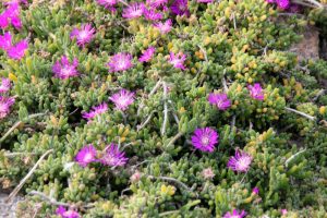 A cluster of green succulent plants with bright purple Drosanthemum 'Sunshower' Mini Pig Face 6" Pot flowers growing on a rocky surface, resembling the charming Mini Pig Face variety.
