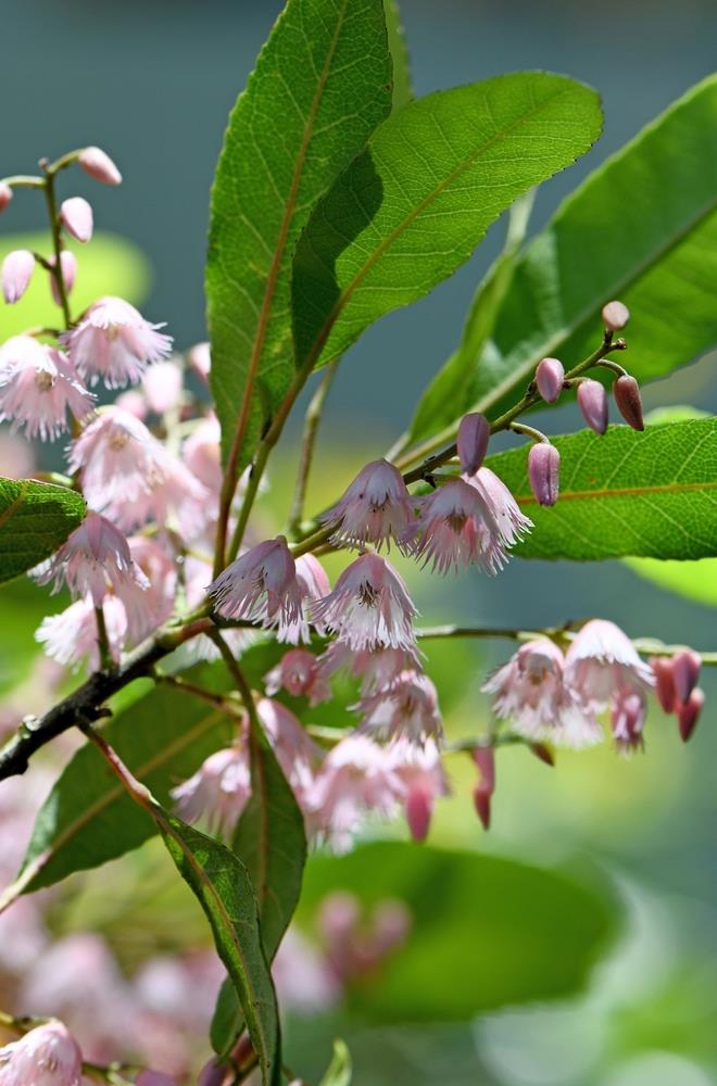 Elaeocarpus 'Green Dream' PBR 16" Pot flowers, pink and bell-shaped, hanging from a branch with green leaves against a softly blurred green background.