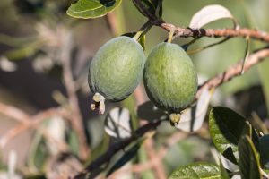 Close-up of two unripe oval-shaped green fruits hanging from a branch with green leaves, on a blurred natural background.