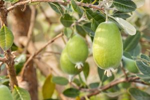 Close-up of green feijoa fruits growing on a tree branch with leaves.