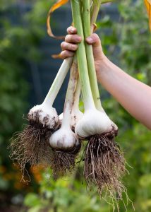 allium A hand holds up four freshly harvested Allium 'Sicilian Red' Garlic 4" Pot (Copy) bulbs with long stems and roots, against a blurred green background.