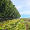 A row of closely planted, advanced field dug trees under a blue sky with an open grassy field on the right side.