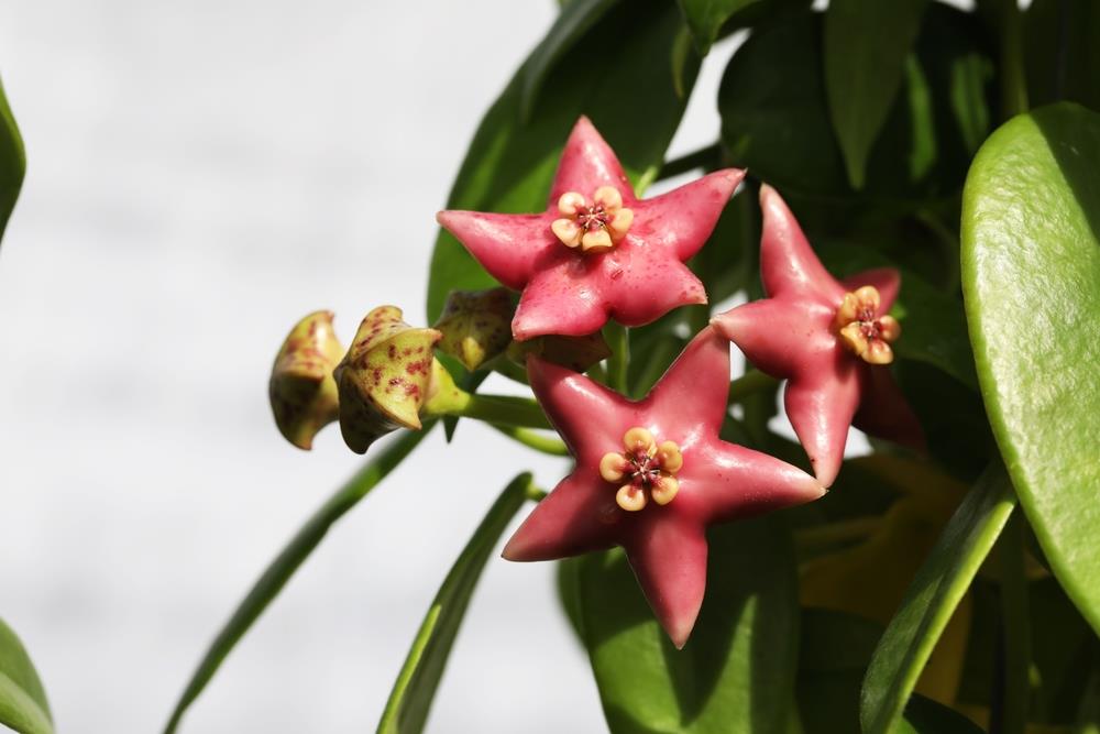 Hoya coronaria 'Red' 5" Pot (Hanging Basket)