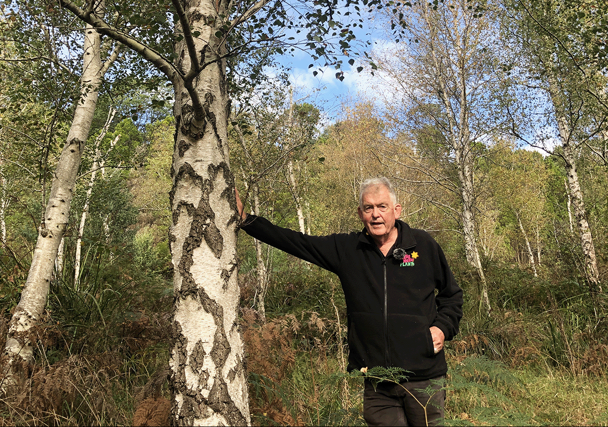 Silver Birch Trees with Chris