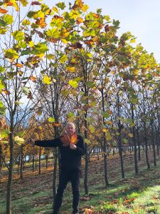 A person stands among trees with autumn foliage, holding a large leaf in front of their face, as if surveying the beautiful landscape and contemplating the advanced field dug trees for sale nearby.
