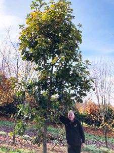 A man stands next to a tall tree, touching its trunk, in an open area with more trees in the background. Nearby, a sign advertises advanced field dug trees for sale.