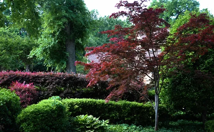 A garden scene featuring various green shrubs and plants, with a tree with red foliage in the center and dense green trees in the background, reminiscent of some of the top indoor plants bringing nature's charm outside.