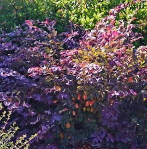 A garden scene with various types of foliage, including purple and green plants that resemble some of the top indoor plants. Sunlight filters through the leaves. The name Tracey Bool is written in the top right corner. Loropetalum