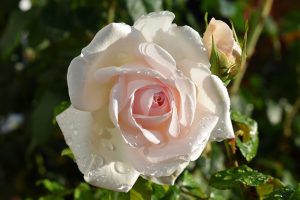 Rose 'Francis Meilland' (Father of Peace) 3ft Standard