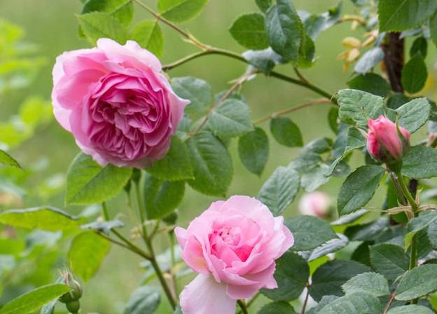 Pink roses in bloom on a green, leafy shrub take center stage like Rose 'The Anicent Mariner' Bush Form, with their beauty echoing through the bush form against a blurred background.