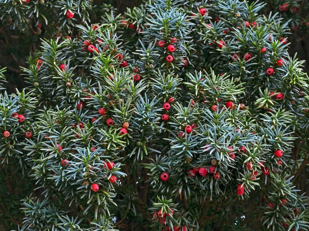 Taxus 'Upright Irish Yew' 8" Pot