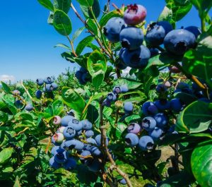 Clusters of ripe blueberries are seen on a Vaccinium 'Misty' Blueberry 6" Pot (Copy), against a background of green leaves and a clear blue sky.