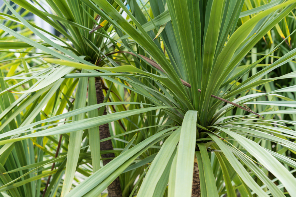 Close-up of Cordyline 'Kermit' in a 7" pot, showcasing its long, slender green leaves radiating from sturdy brown stems.