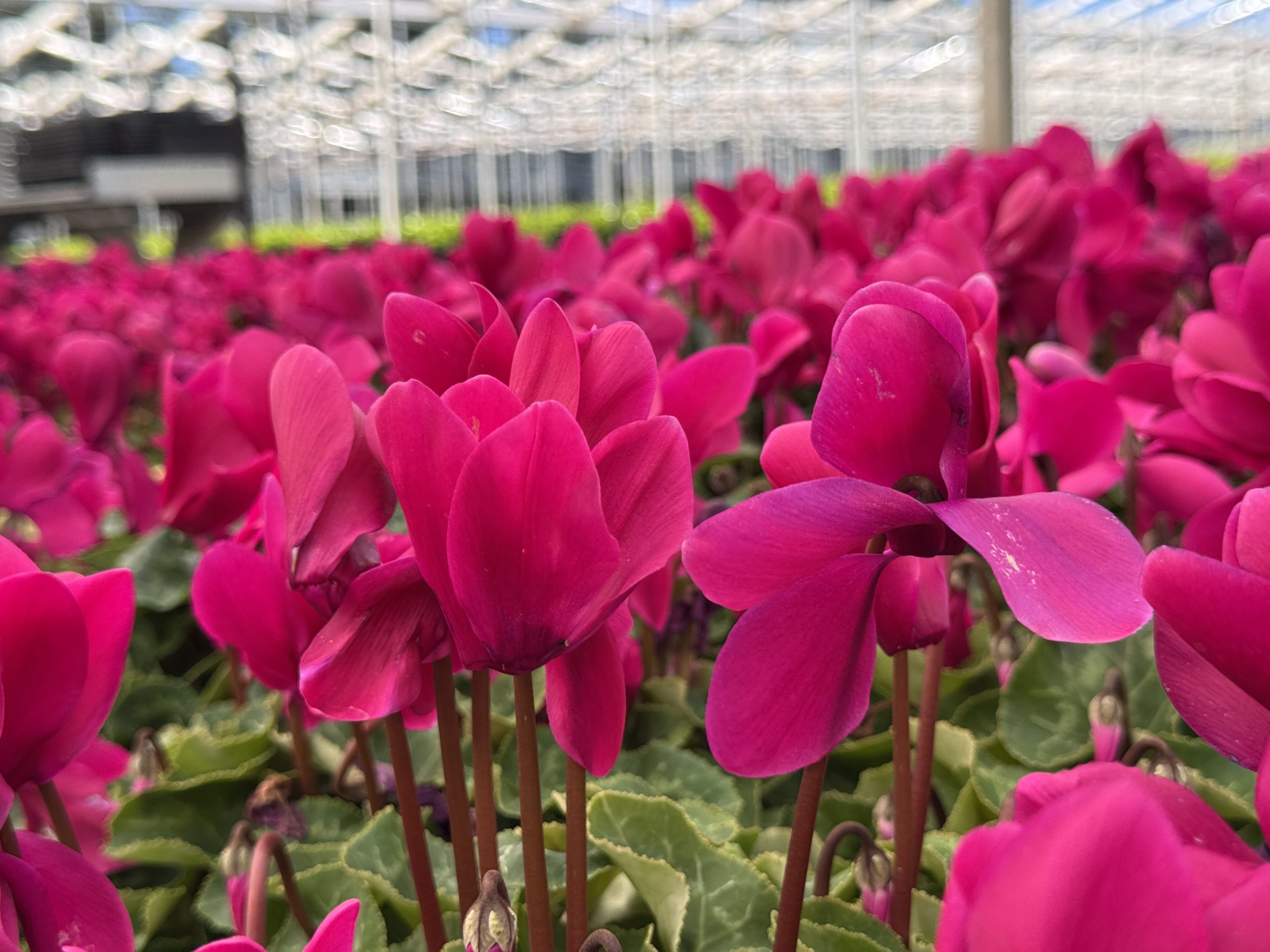 Close-up of vibrant Cyclamen 'Halios® Magenta' in a greenhouse, displaying blossoms and green leaves against structural beams and glass.