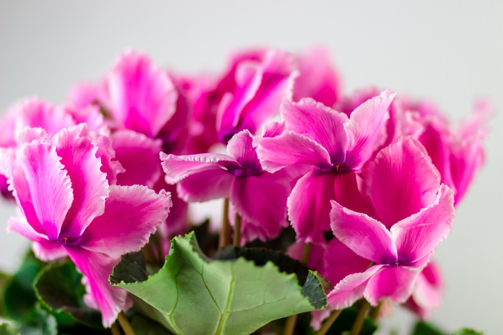 Cyclamen 'Ruffle Mix' 8" Pot features a cluster of vibrant pink flowers with ruffled petals and lush green leaves, shown against a plain light background.