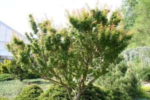 A well-maintained tree with dense green foliage and reddish tips, standing in a landscaped garden with shrubs and other greenery. A building structure is partially visible in the background.