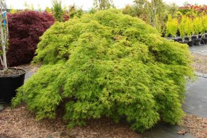A dense, green shrub with small, feathery leaves is growing in a garden nursery surrounded by other potted plants.