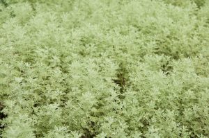 A close-up view of dense, green foliage in a 4" pot, consisting of small, finely textured leaves from Artemisia 'Roman Wormwood' 4" Pot.