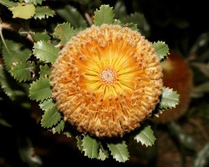 Close-up of a Banksia ornata 'Desert Banksia' 6" Pot, surrounded by jagged-edged green leaves. australian native shrub or hedge