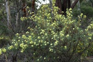 A Banksia 'Many Headed Dryandra' 6" Pot, with clusters of small yellow flowers, thrives in a woodland environment adorned with various trees and greenery.