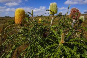 Banksia 'Oak Leaved Banksia' 6" Pot (Copy) plants with tall, cone-shaped blooms in various stages of development stand in a sunlit, grassy field under a blue, cloud-dotted sky.