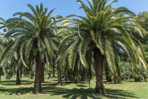 A grove of Butia palms stands on a sunny day, with green grass and a clear blue sky in the background—an ideal setting for showcasing your favorite Butia 'Jelly Palm' 12" Pot.