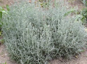 Calocephalus 'Milky Beauty Heads' in a 15cm pot is a silvery-green shrub with thin, needle-like leaves, dense bushy growth, and delicate Milky Beauty Heads. Grows well in soil.
