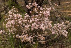 A bush with numerous small, pale pink flowers, known as Calytrix 'Snow Myrtle' 6" Pot, thrives in a natural, forested area with scattered tree branches and green grass.