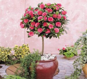 A potted plant with a round canopy of pink flowers is placed on a stone patio, evoking the charm of a Winter Garden. Other potted plants and greenery surround the area, enhancing its serene beauty. Camellia Standard in Pot
