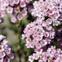 Clusters of small, pale pink Chamelaucium 'Paddy's Pink' Geraldton Wax 6" Pot flowers with dark centers, blooming densely on green stems.